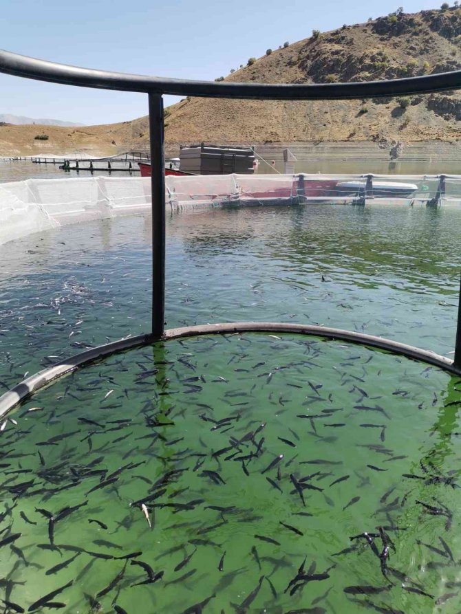 Ekinözü, Kafes Balıkçılığında Adını Duyuracak