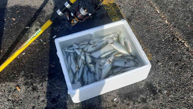 Marmara Denizi İçin Tehlike Çanları Çalıyor: "İ̇stilacı Türler Kapıda"