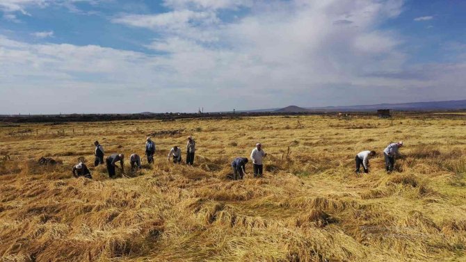 100 Bin Yıllık Lavların İçerisinde Tek Kadın Pirinç Üreticisi