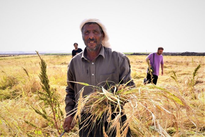100 Bin Yıllık Lavların İçerisinde Tek Kadın Pirinç Üreticisi