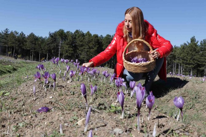 Fotoğraf Tutkunlarının Tercihi Yine Safran Tarlaları Oldu
