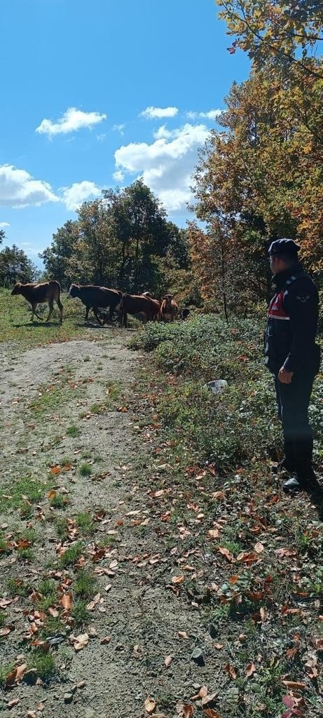 Kaybettiği Hayvanları Jandarma Buldu