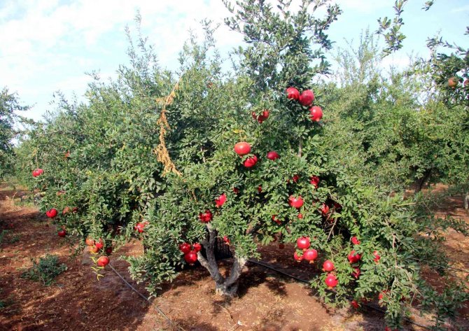 Kilis’te Nar Hasadı Başladı