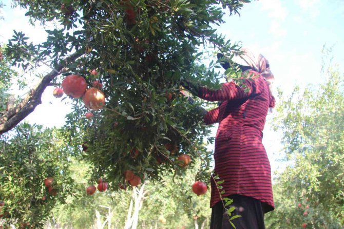 Kilis’te Nar Hasadı Başladı