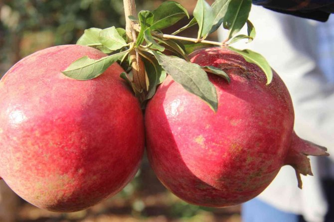 Kilis’te Nar Hasadı Başladı