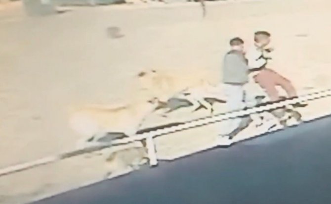 Edirne’de Sahipsiz Köpeklerin Çocuğa Saldırma Anı Kamerada