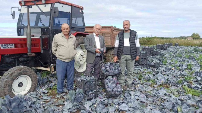Bafra Ovası’nda Kışlık Sebze Zamanı