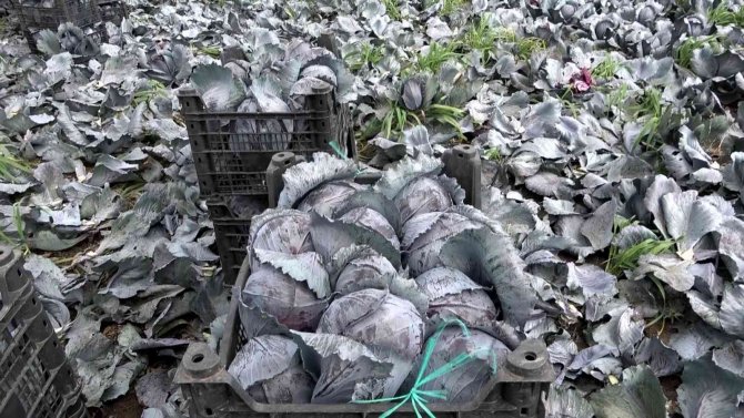 Bafra Ovası’nda Kışlık Sebze Zamanı