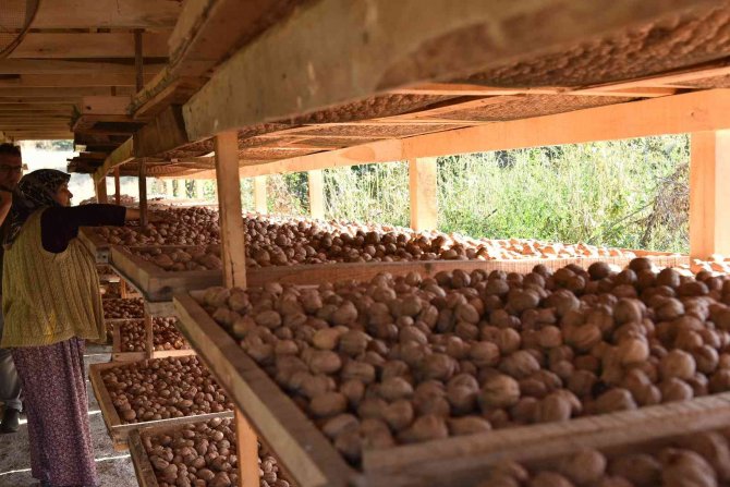 Sındırgı’da Ceviz Hasadı Başladı...rekolte İki Katına Çıktı
