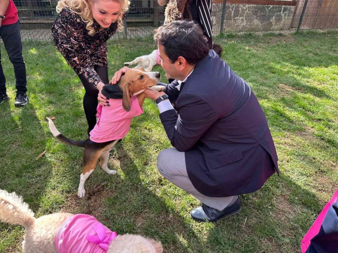 Sinsi Hastalıkta Köpekler İş Başında