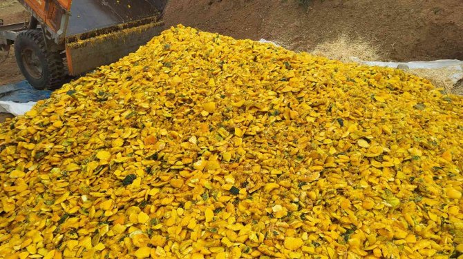 Gübre Olarak Değil Yem Olarak Kullandı, Süt Verimini Artırdı