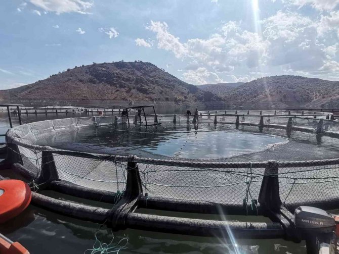 Ekinözü, Kafes Balıkçılığında Adını Duyuracak