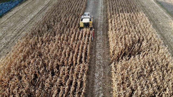 Tokat’ta ’Sarı Altın’ Hasadı Başladı