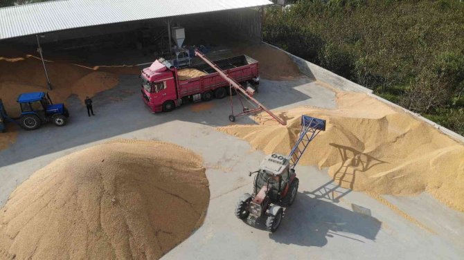 Tokat’ta ’Sarı Altın’ Hasadı Başladı