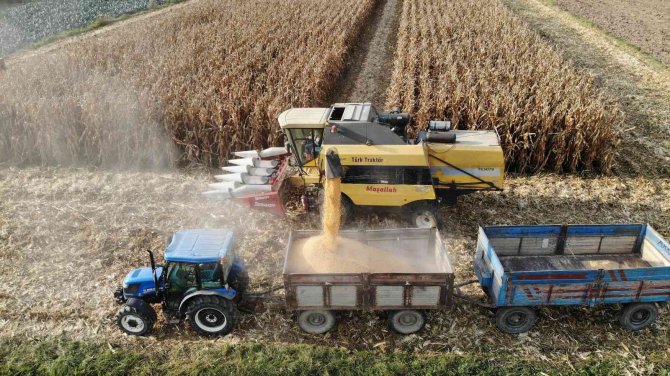 Tokat’ta ’Sarı Altın’ Hasadı Başladı