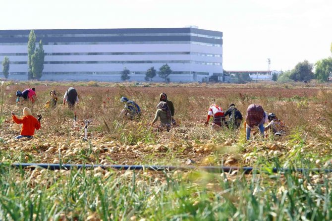 Hasadı Yapılan Kışlık Soğan Sofralara Gönderilmek İçin Hazırlanıyor