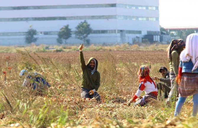 Hasadı Yapılan Kışlık Soğan Sofralara Gönderilmek İçin Hazırlanıyor