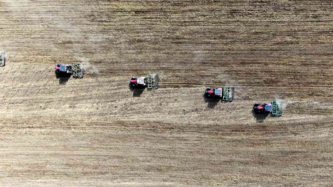 Türkiye’nin Tritikale İhtiyacının Yüzde 50’si Sivas’ta Üretiliyor
