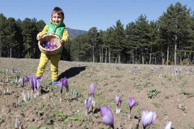 Fotoğraf Tutkunlarının Tercihi Yine Safran Tarlaları Oldu