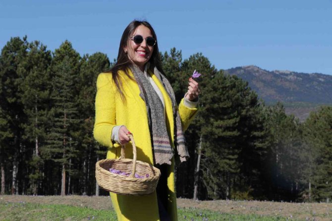 Fotoğraf Tutkunlarının Tercihi Yine Safran Tarlaları Oldu