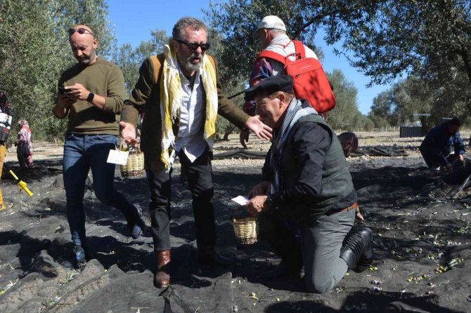 Ünlü Sanatçılarla Gazeteci Ve Gurmelerden Zeytin Hasatı