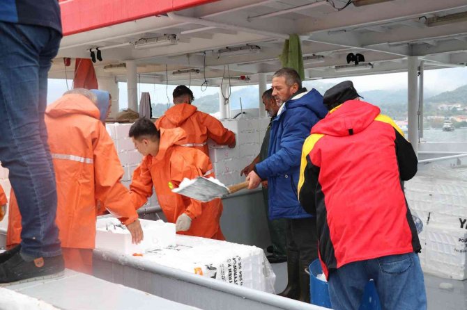 Palamut Fiyatları Dibe Vurdu: 700 Gram Palamut 25 Tl