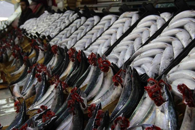 Palamut Fiyatları Dibe Vurdu: 700 Gram Palamut 25 Tl