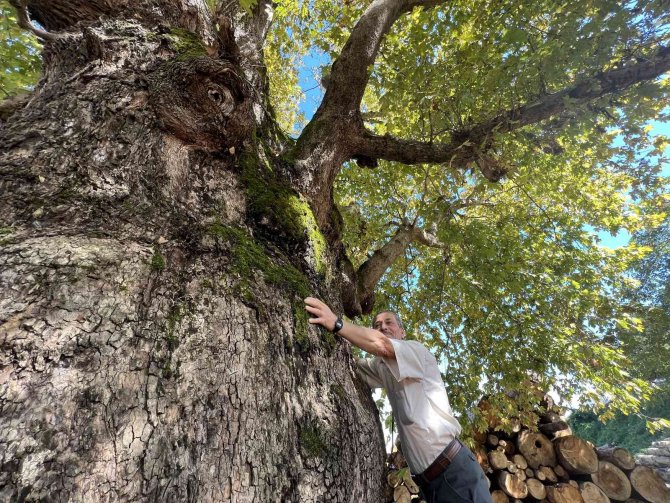 Düzce’yi Gezerken Keşfettiği Ağaç Tescillendi