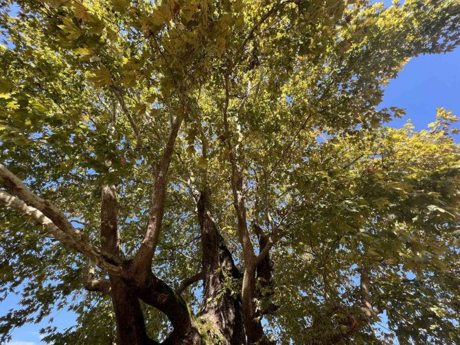 Düzce’yi Gezerken Keşfettiği Ağaç Tescillendi