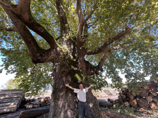 Düzce’yi Gezerken Keşfettiği Ağaç Tescillendi