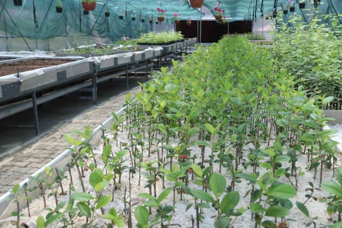 Seralar Hem Belediyenin Hem De Vatandaşın İhtiyacını Karşılıyor