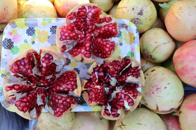 Gazipaşa’nın En Ağır Çekirdeksiz Narı Belli Oldu