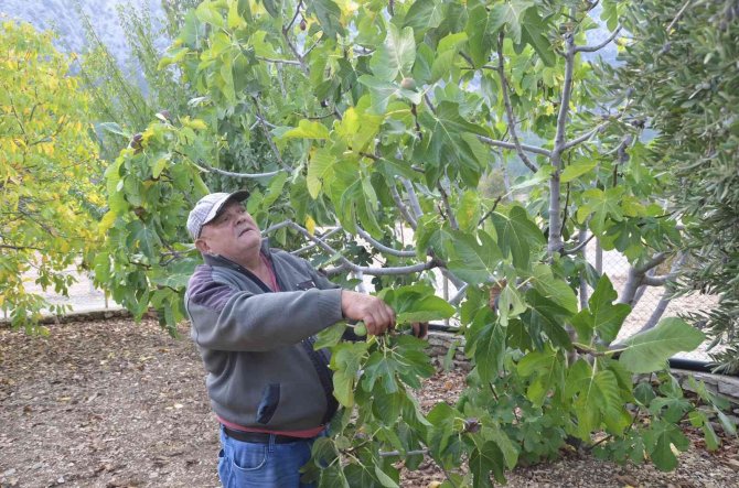 Toroslar’ın Yüksek Kesimlerinde İncir Hasadı Sona Erdi