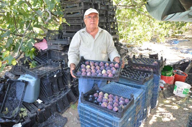Toroslar’ın Yüksek Kesimlerinde İncir Hasadı Sona Erdi