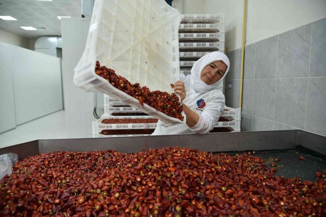 Biberiyede Sezonun Son Ürünleri Hasat Ediliyor