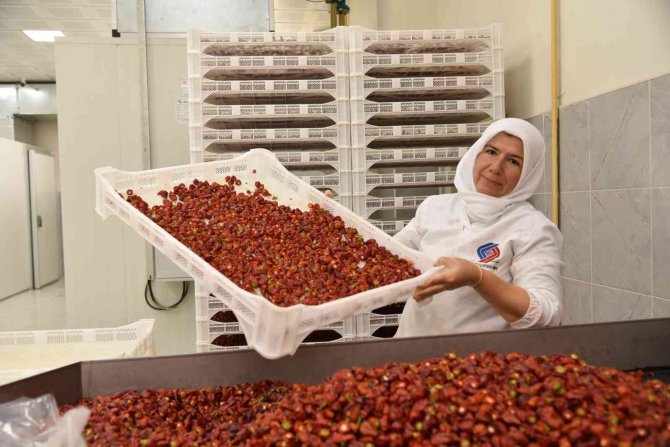 Biberiyede Sezonun Son Ürünleri Hasat Ediliyor