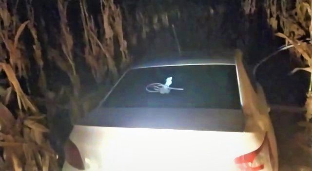 Emlakçıdan Çalınan Otomobil Ve Bilgisayarlar Tarladaki Mısırların Arasında Bulundu