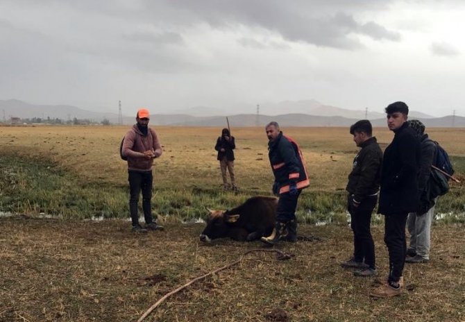 Bataklığa Saplanan İneği İtfaiye Ekipleri Kurtardı