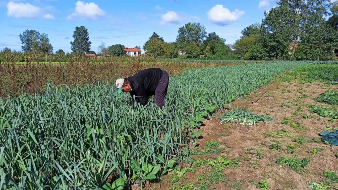 Karpuzdan Zarar Eden Üreticinin Yüzünü Ispanak Güldürdü