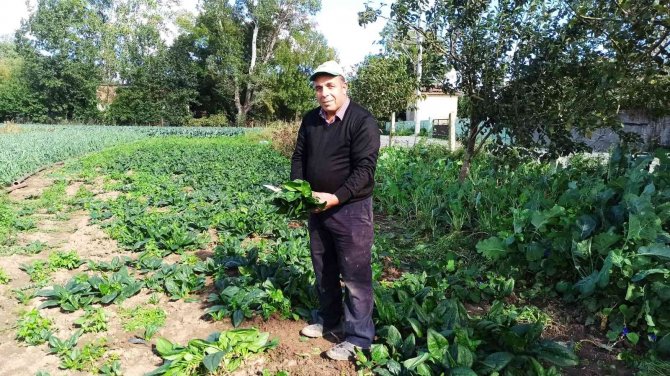 Karpuzdan Zarar Eden Üreticinin Yüzünü Ispanak Güldürdü