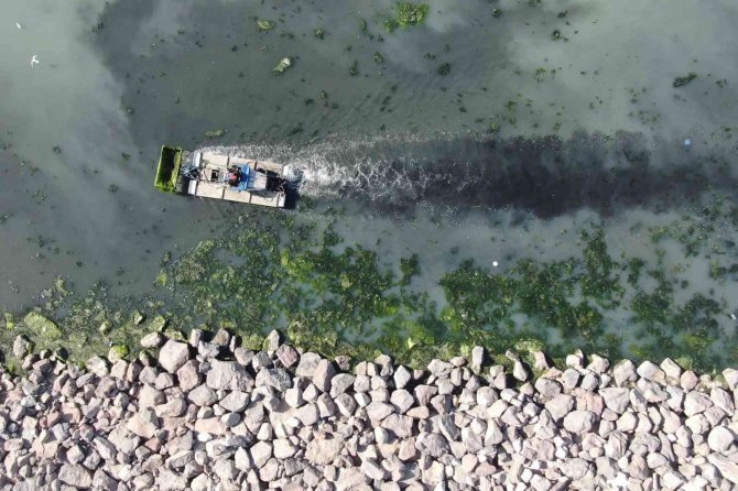 Deniz Marulu Yeniden İ̇zmir Körfezi’nde