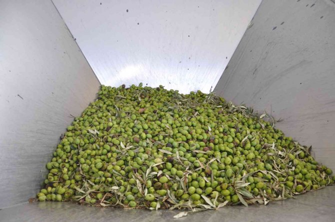 Aydın’da Zeytinyağı Sıkım Sezonu Başladı