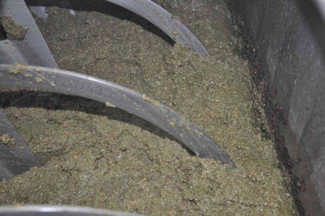 Aydın’da Zeytinyağı Sıkım Sezonu Başladı