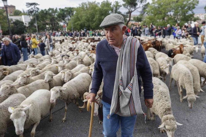 Yüzlerce Koyun Ve Keçi Madrid Sokaklarında Turladı