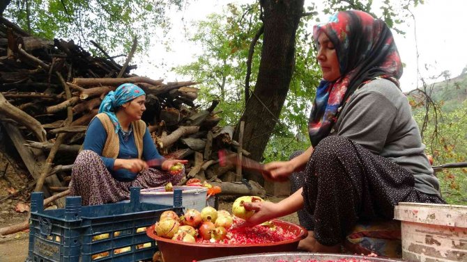 Nar Tanelerinin Ekşi Yolculuğu