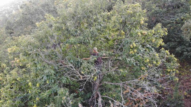 Ekmek Parası İçin Komando Gibi Ağaçlara Tırmanıyor