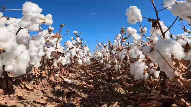 İ̇zmir’deki "Beyaz Altın"da Hasat Zamanı