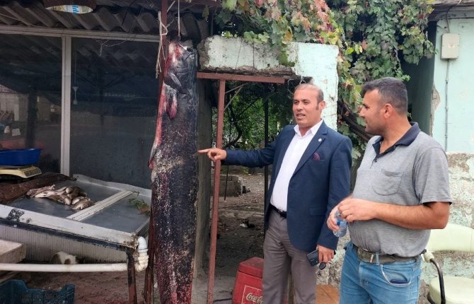 Balıkçının Ağına 1.90 Boyunda 75 Kiloluk Yayın Balığı Takıldı