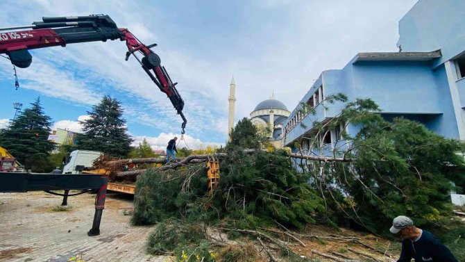 Kent Meydanının Yapılacağı Alandaki Ağaçlar Naklediliyor