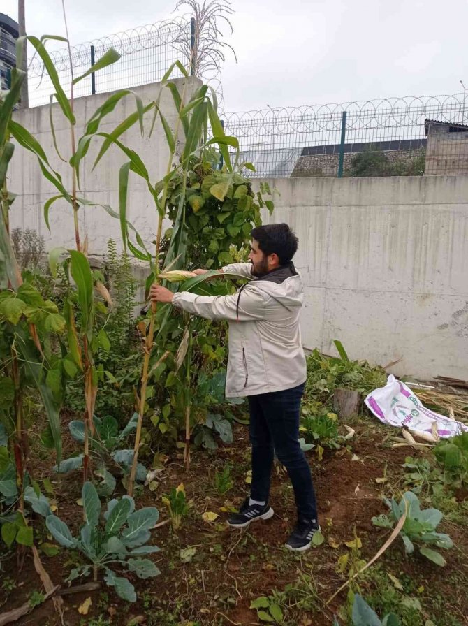 Hobi Bahçesinin Mahsullerini Öğrenciler Topladı